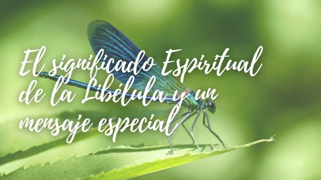 significado espiritual de la libélula